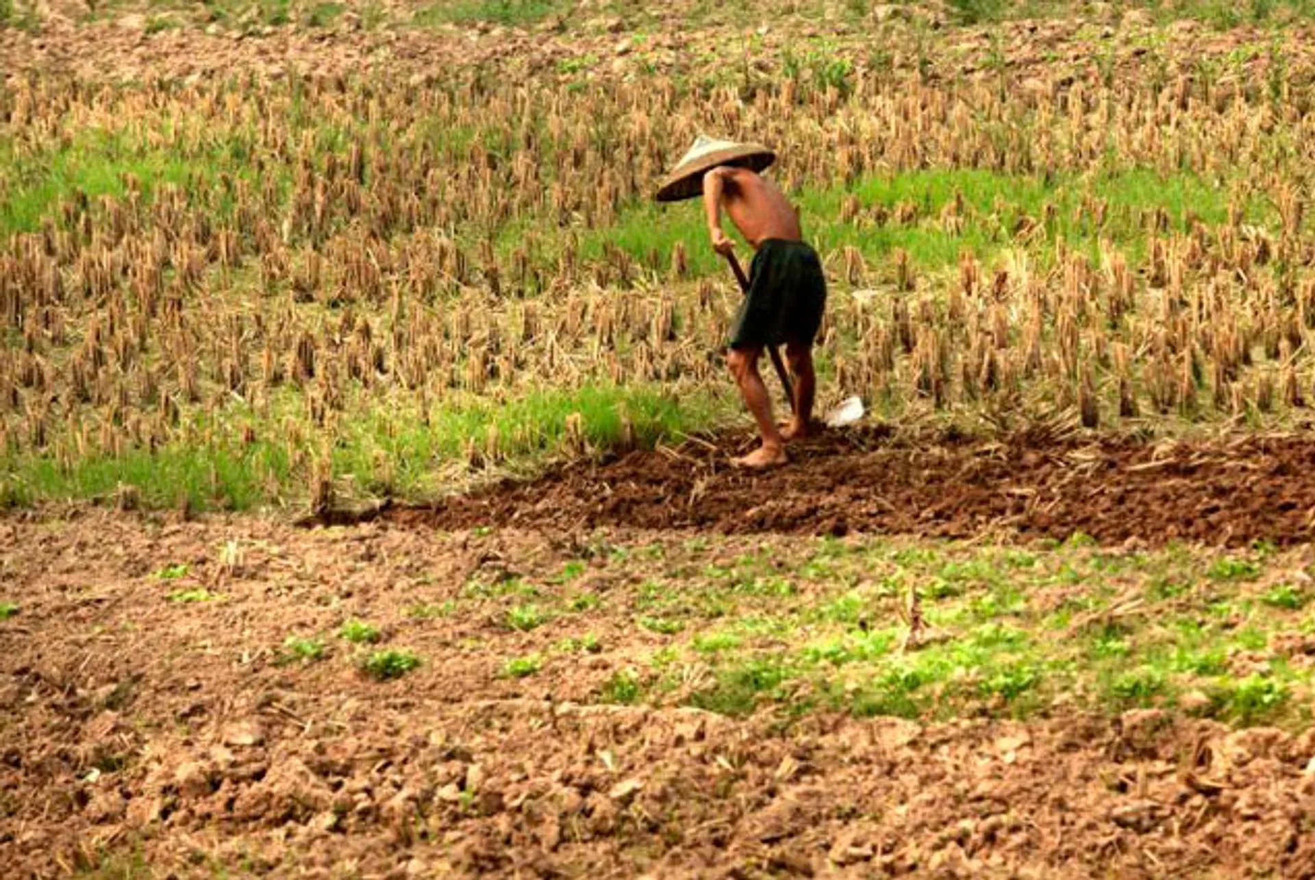 Капитал - Китайская армия арендует земли на Украине