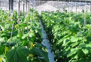 Капитал - Россияне планируют построить теплицы в Костанайской области