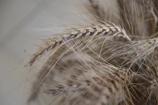 Капитал - В Казахстане планируется собрать около 17,5 млн тонн зерна