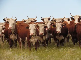 Капитал - В 2013 году в РК планируют завести 14 тыс. голов скота