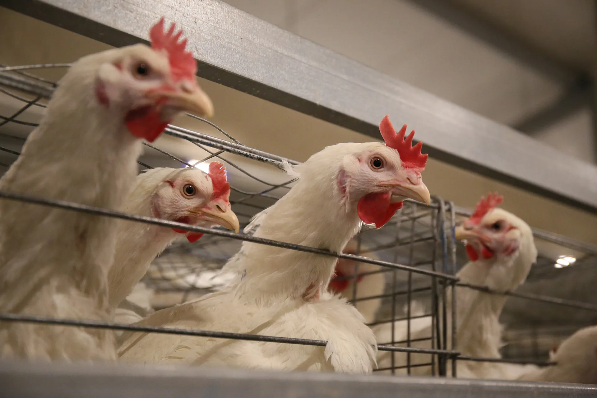 Фото: Руслан Пряников