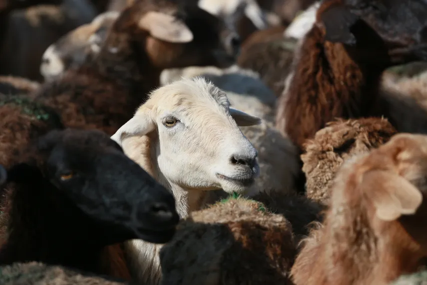 Фото: Руслан Пряников