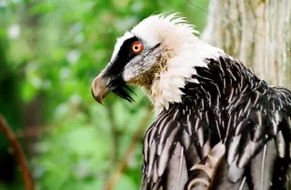 Капитал - Для реконструкции зоопарка Алматы привлекут иностранцев