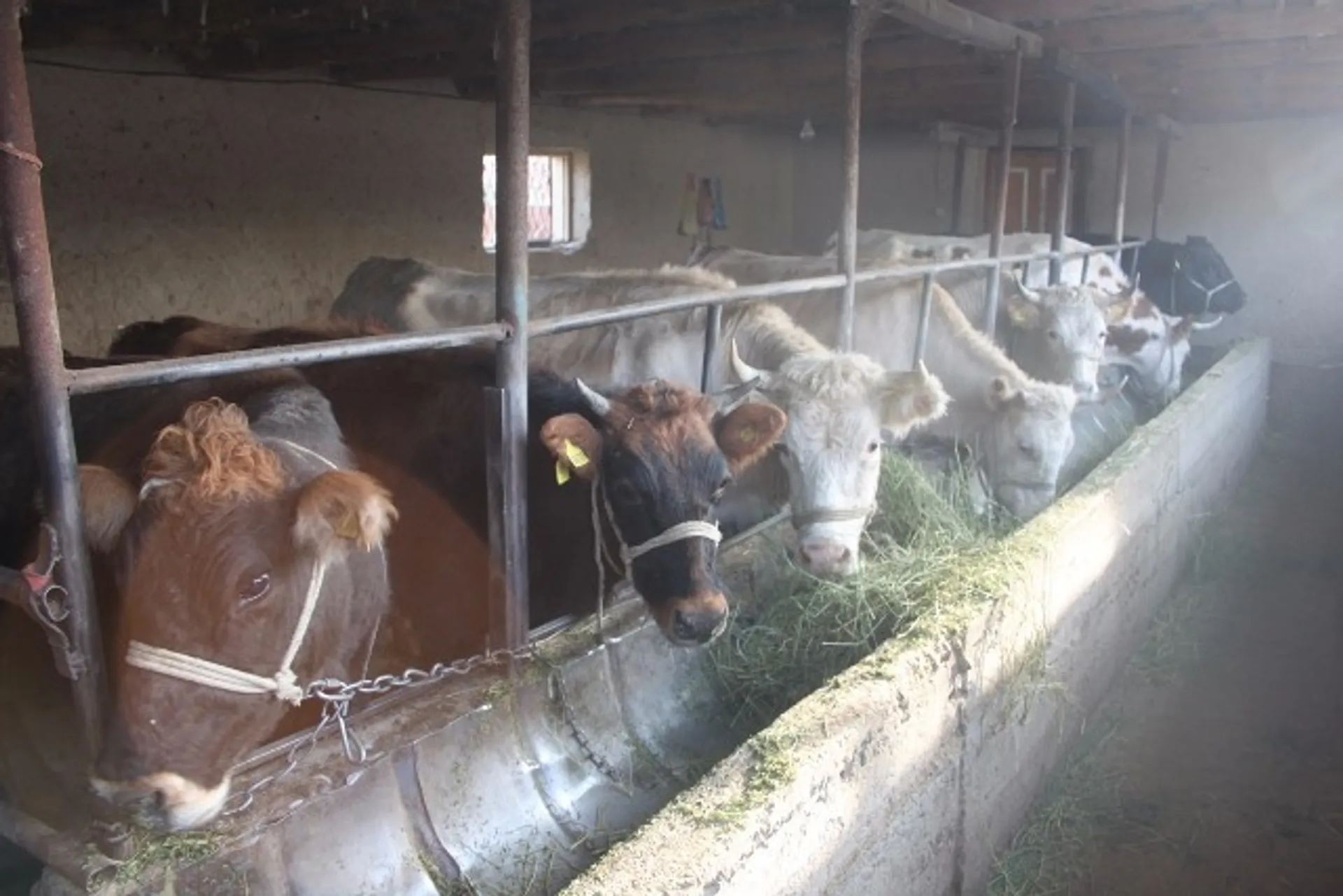 Капитал - В ЮКО активно создают производственные кооперативы