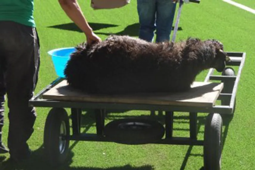 Капитал - Карагандинский «Шахтер» провел обряд жертвоприношения