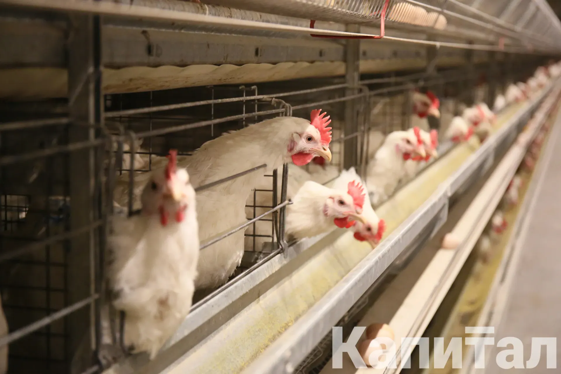 Капитал - Мясо птицы подорожало на 29% за год