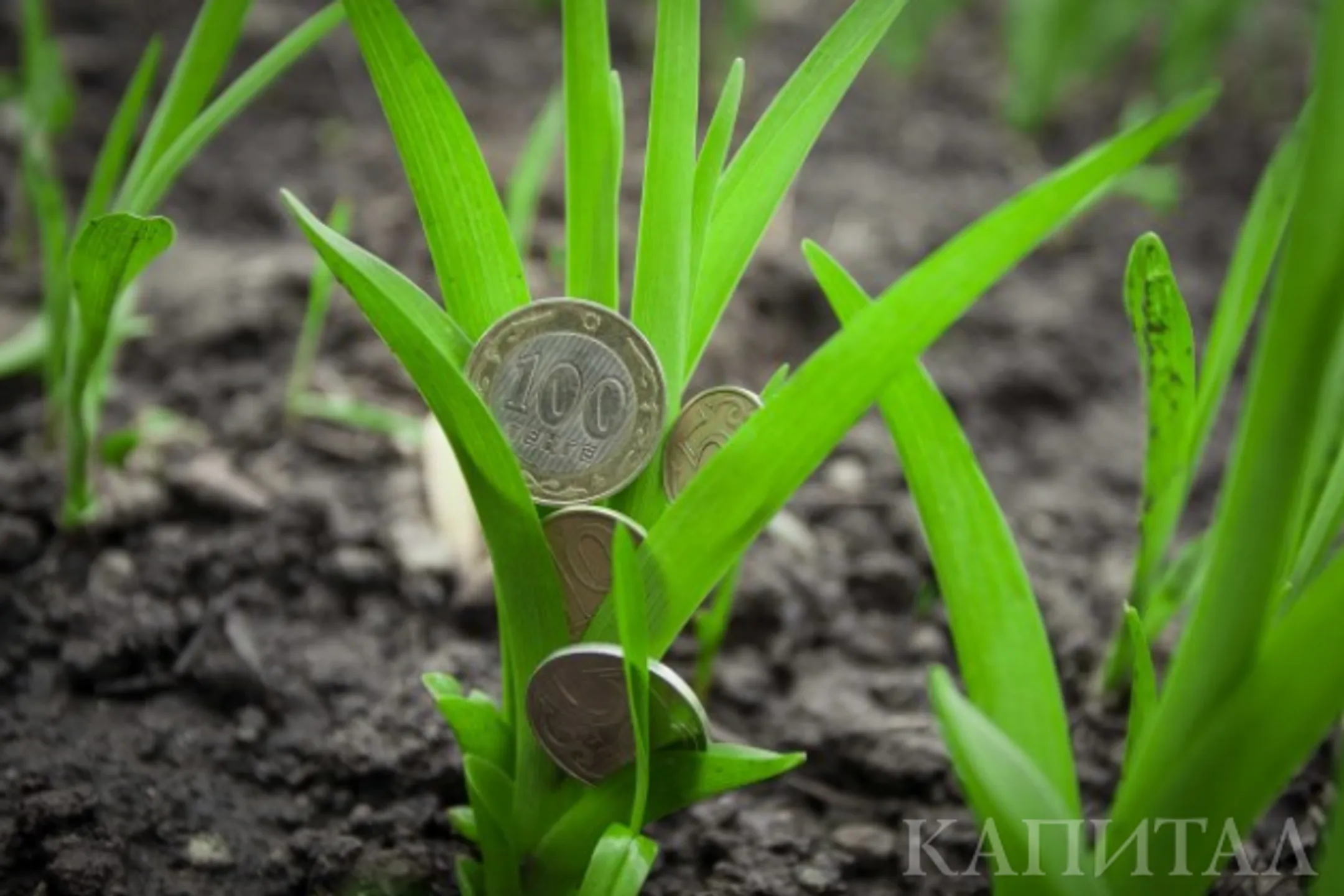 Сельское хозяйство поддерживают инвестициями - Image Kapital.kz