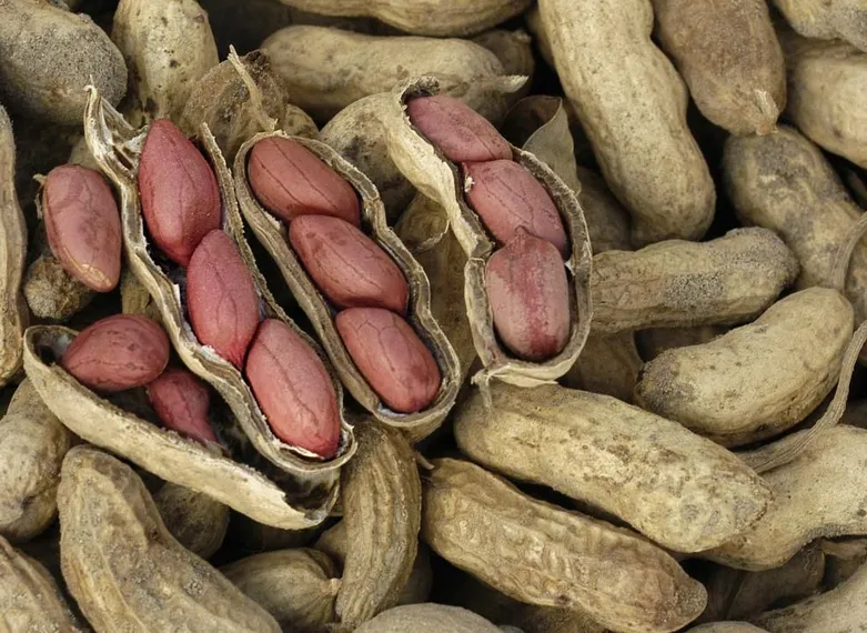 Фото: акимат области Жетісу 