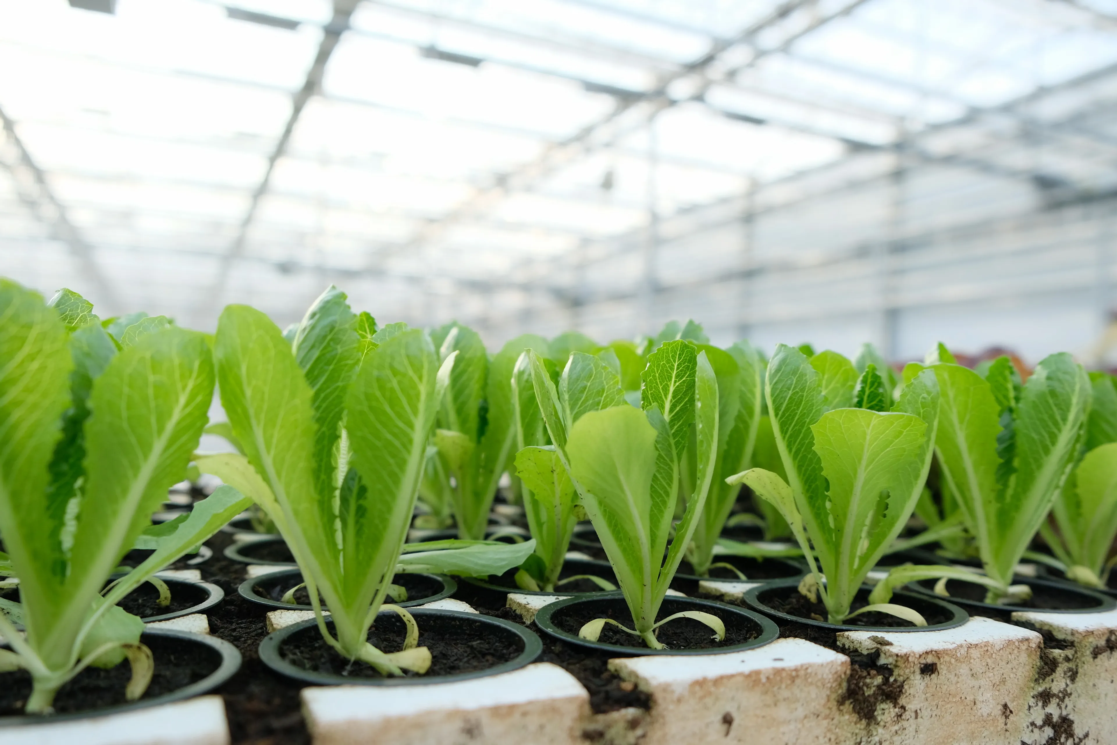 Фото: Владимир Третьяков