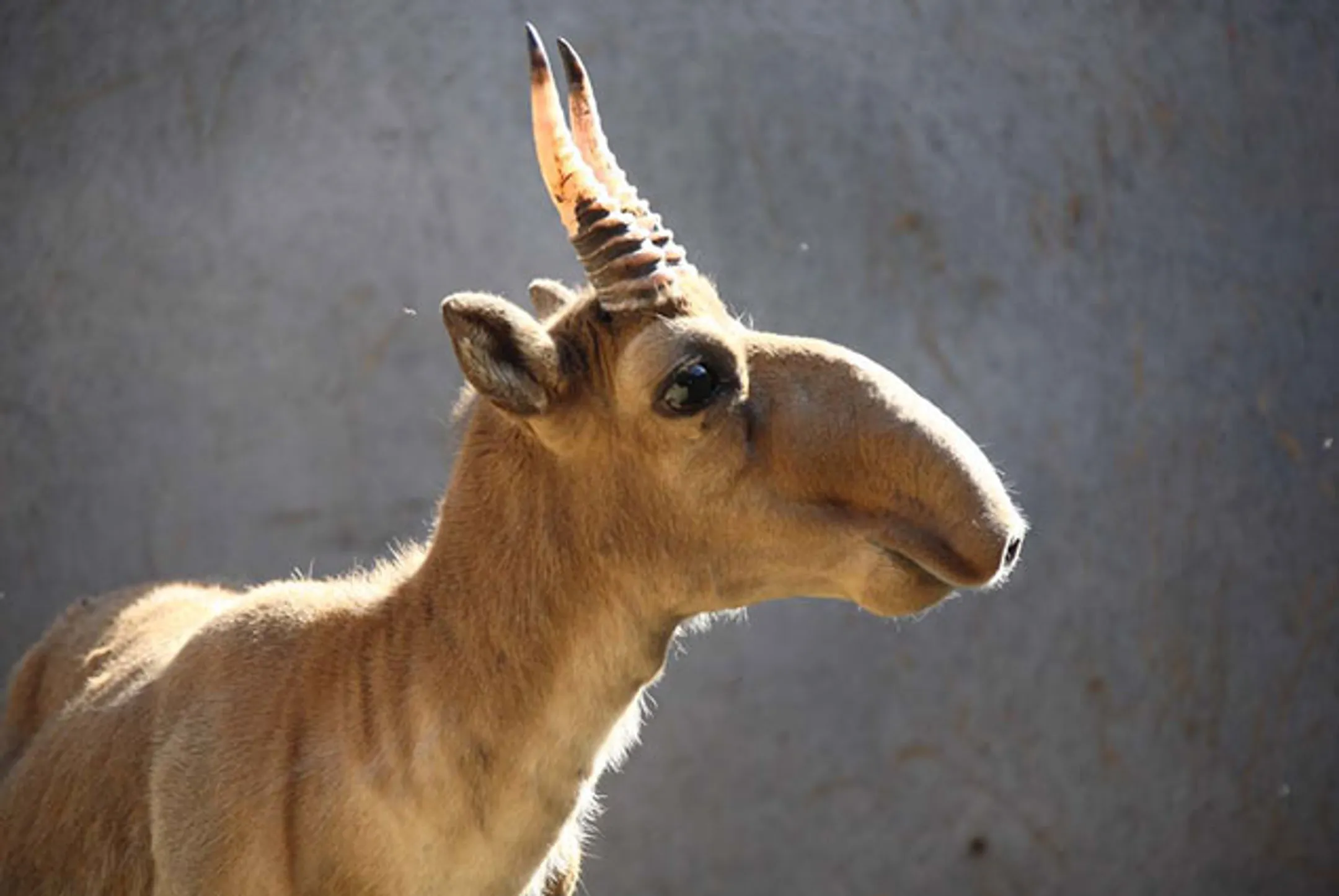 В Казахстане погибло около 90 тысяч сайгаков - Image Kapital.kz