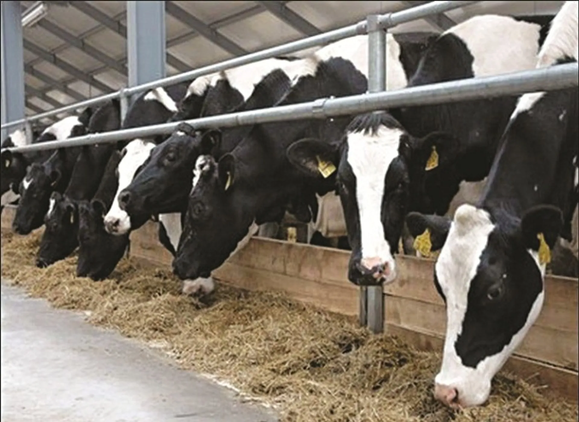 Капитал - Проверять нужно не заводы, а подсобные хозяйства