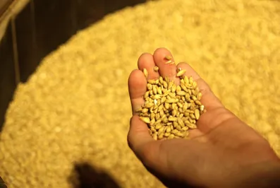 Перспективы урожая увеличились на 2,5 млн. тонн