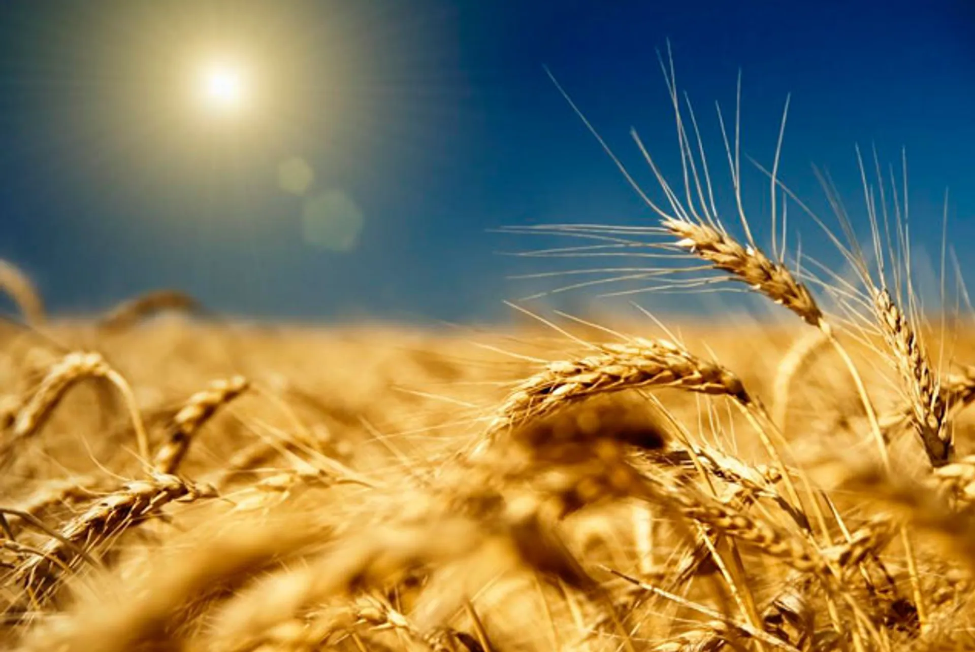 Капитал - Экспорт зерна из РК сократился на 32%