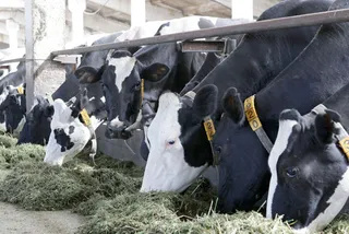 Капитал - Торговый союз США разорит канадских фермеров