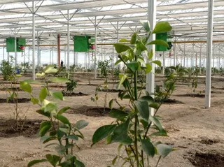 Капитал - В индустриальной зоне Алматы выращивают лимоны