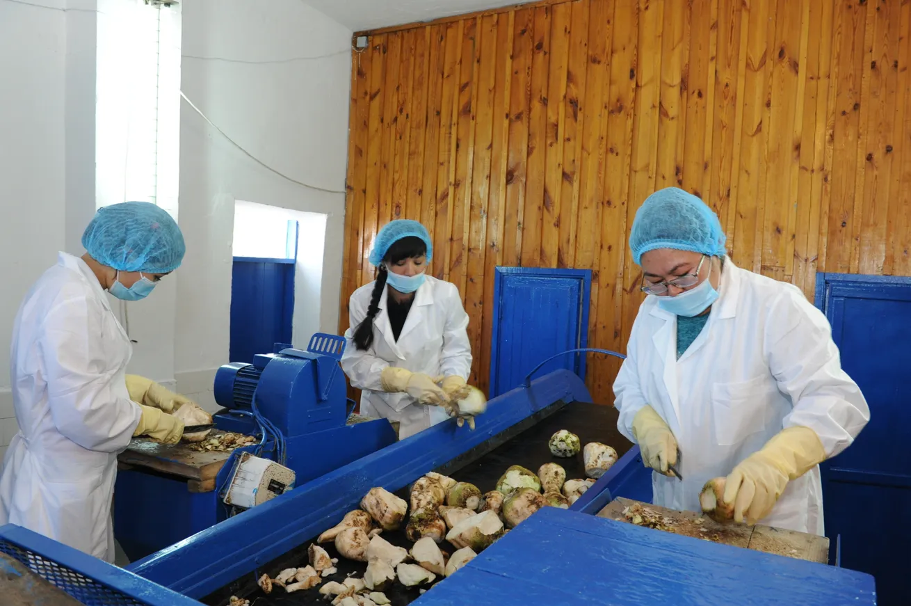 В Алматинской области планируют произвести 42 тысячи тонн сахара - фото kapital.kz