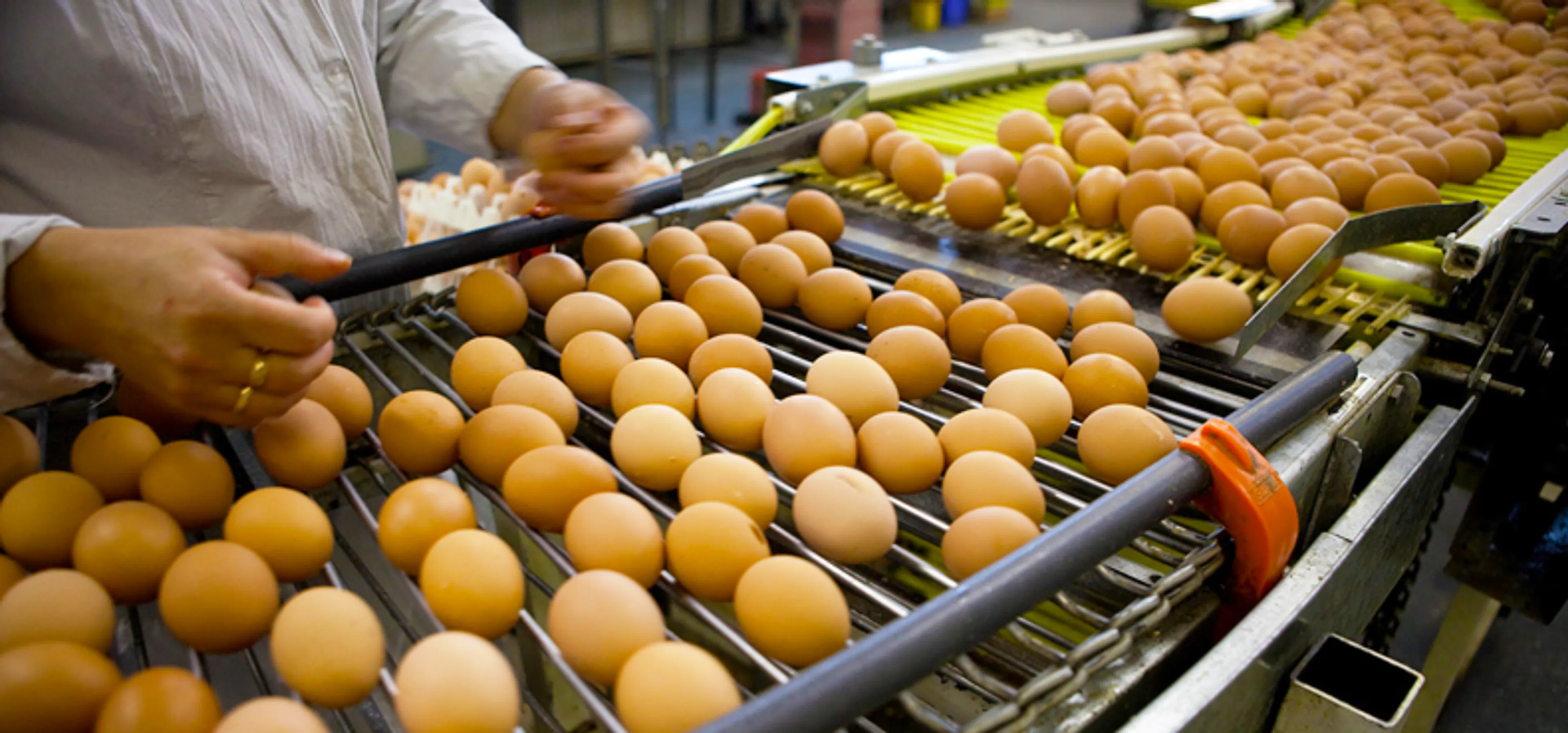 Капитал - Более 10 млн яиц экспортировала в Афганистан Павлодарская область