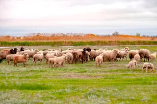Капитал - Более 3,5 тысячи пастбищных участков выданы с нарушениями