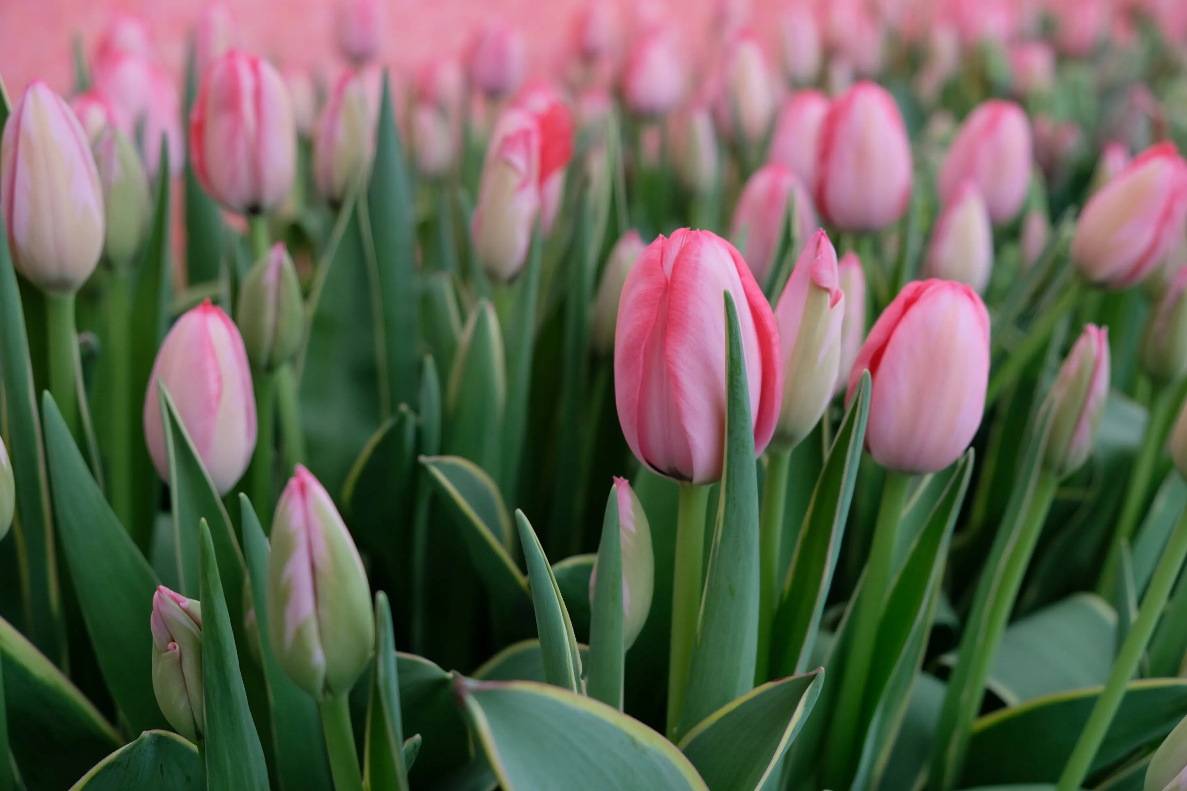 Фото: Владимир Третьяков