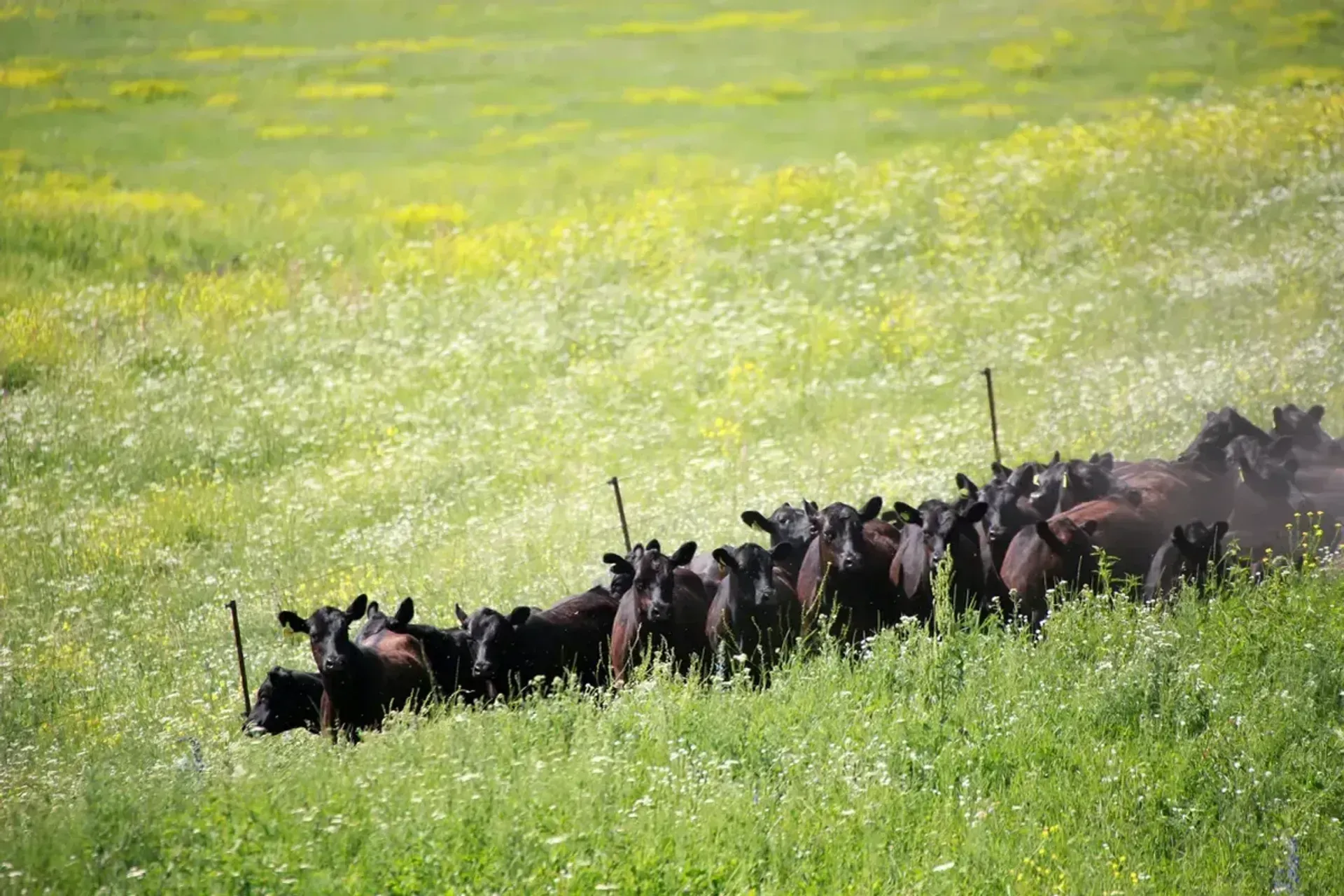 В Казахстане создали Союз животноводов