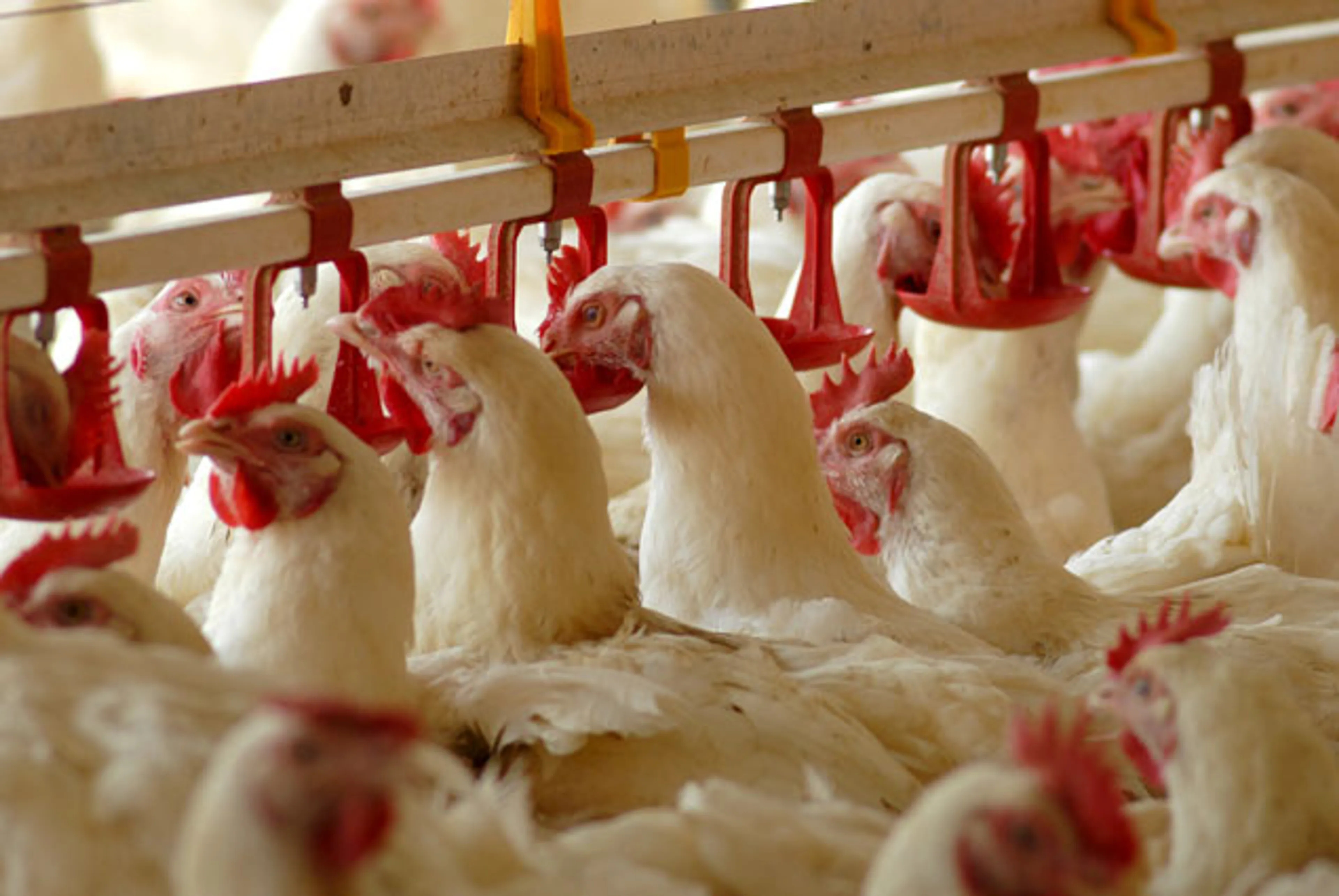Капитал - 5,6 млрд направят на поддержку птицеводства