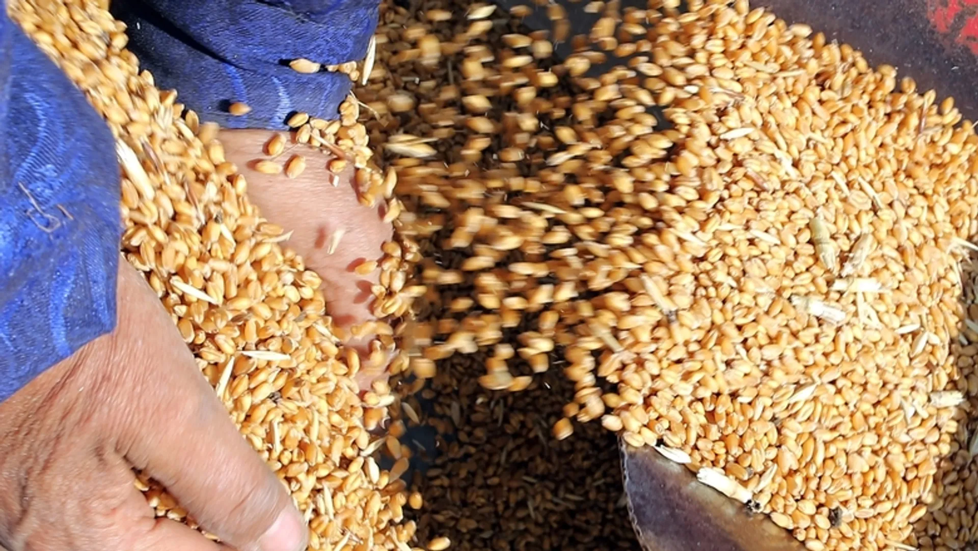 Капитал - Продкорпорация экспортировала 430 тысяч тонн зерна