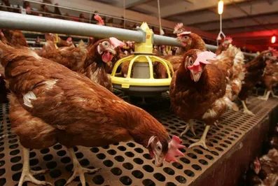 В Восточном Казахстане появится новая птицефабрика