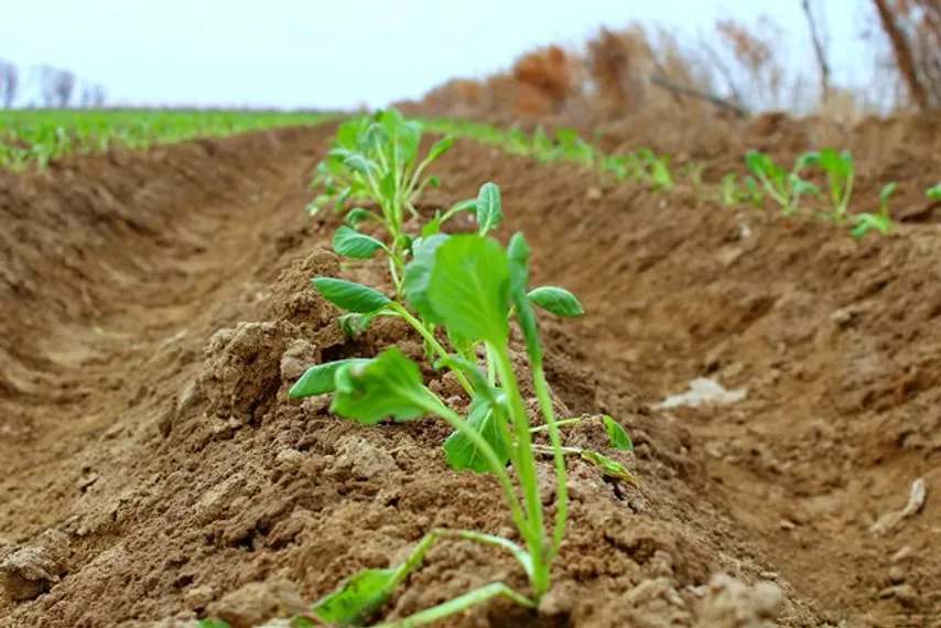 Капитал - АО Казмакта выплатило долг крестьянским хозяйствам