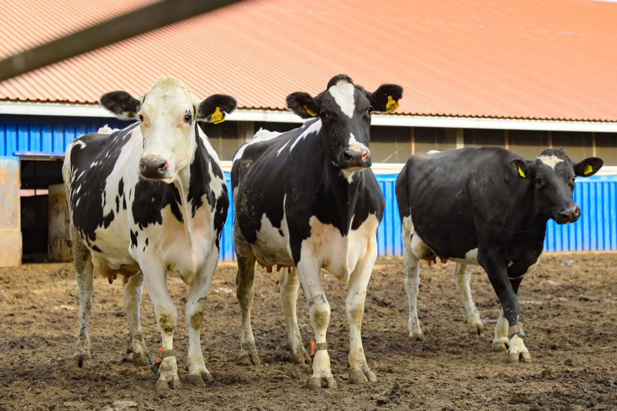 В Актюбинской области строят молочно-товарную ферму за 5,3 млрд тенге - Image Kapital.kz