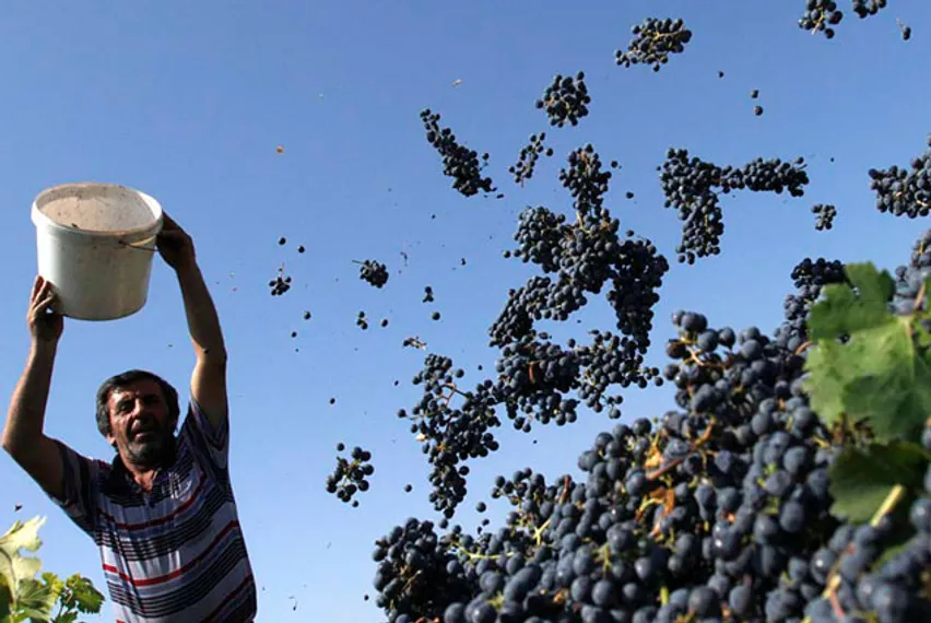 Капитал - Роман Абрамович вложится в производство вина под Анапой