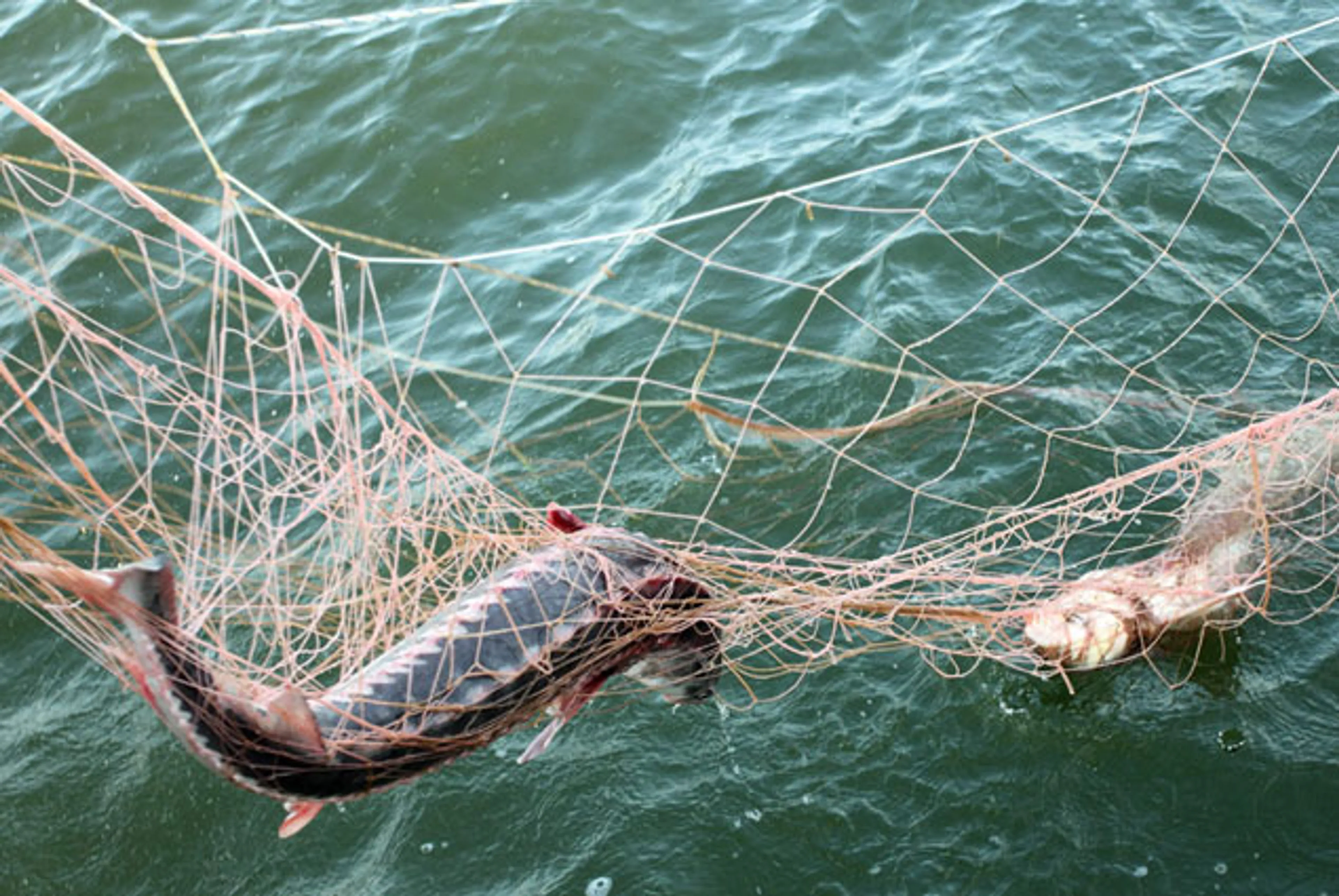 Капитал - Реализацию китайских рыболовных сетей планируется запретить