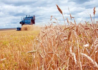 Капитал - Экспорт пшеницы в СНГ составил свыше  2 млн. тонн