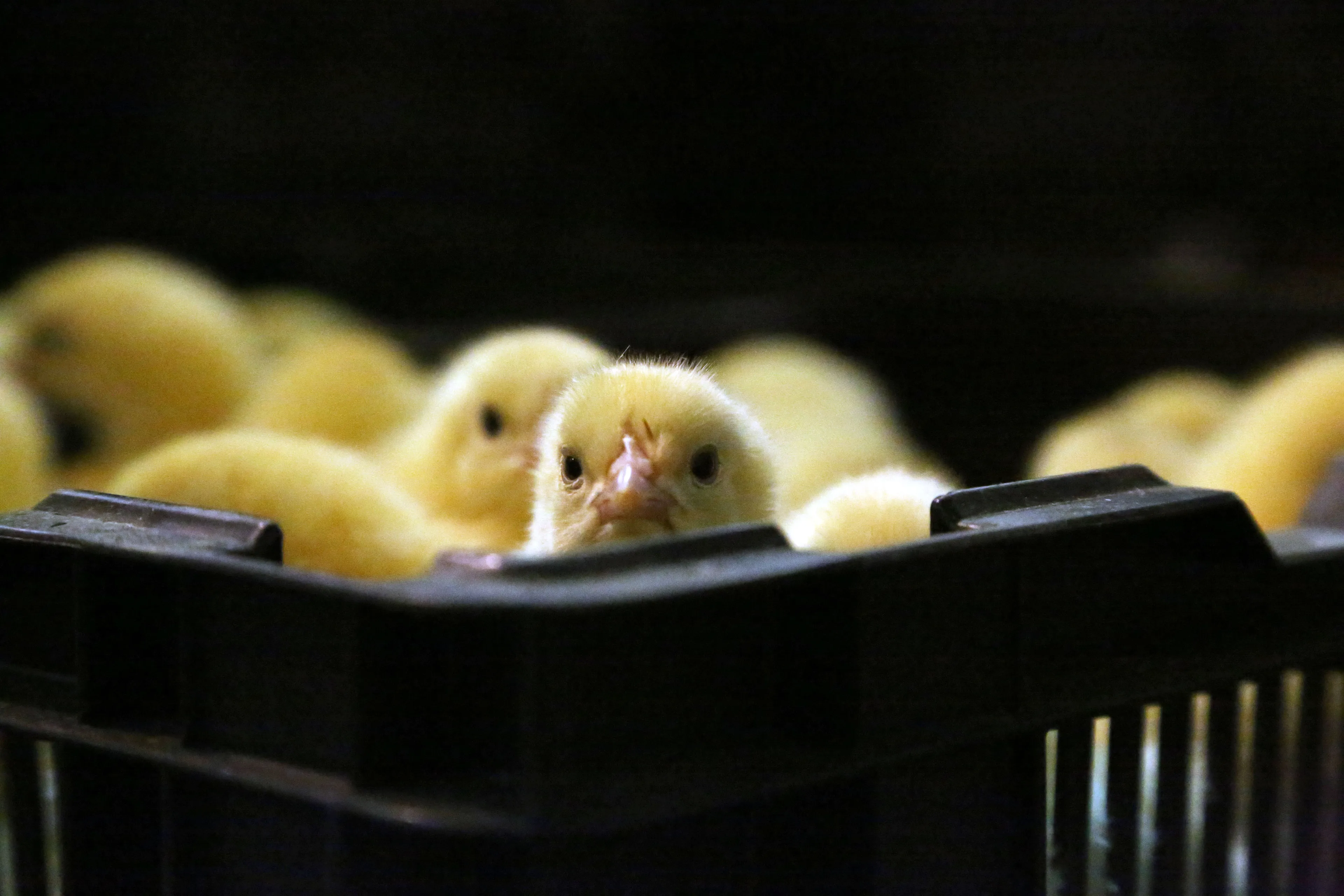 Капитал - Проект «КазАгро» не принес дохода