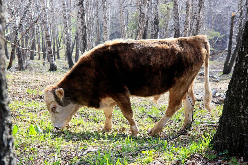 Фото: Руслан Пряников