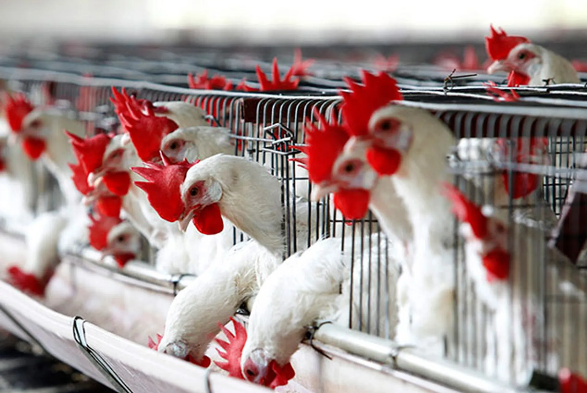 Капитал - США не видят препятствий для вступления РК в ВТО