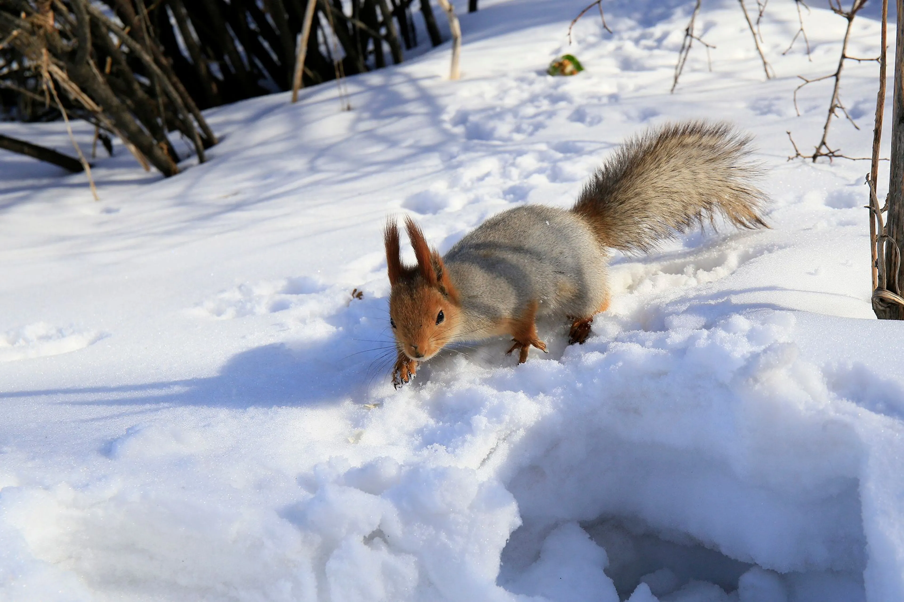 Фото: Руслан Пряников