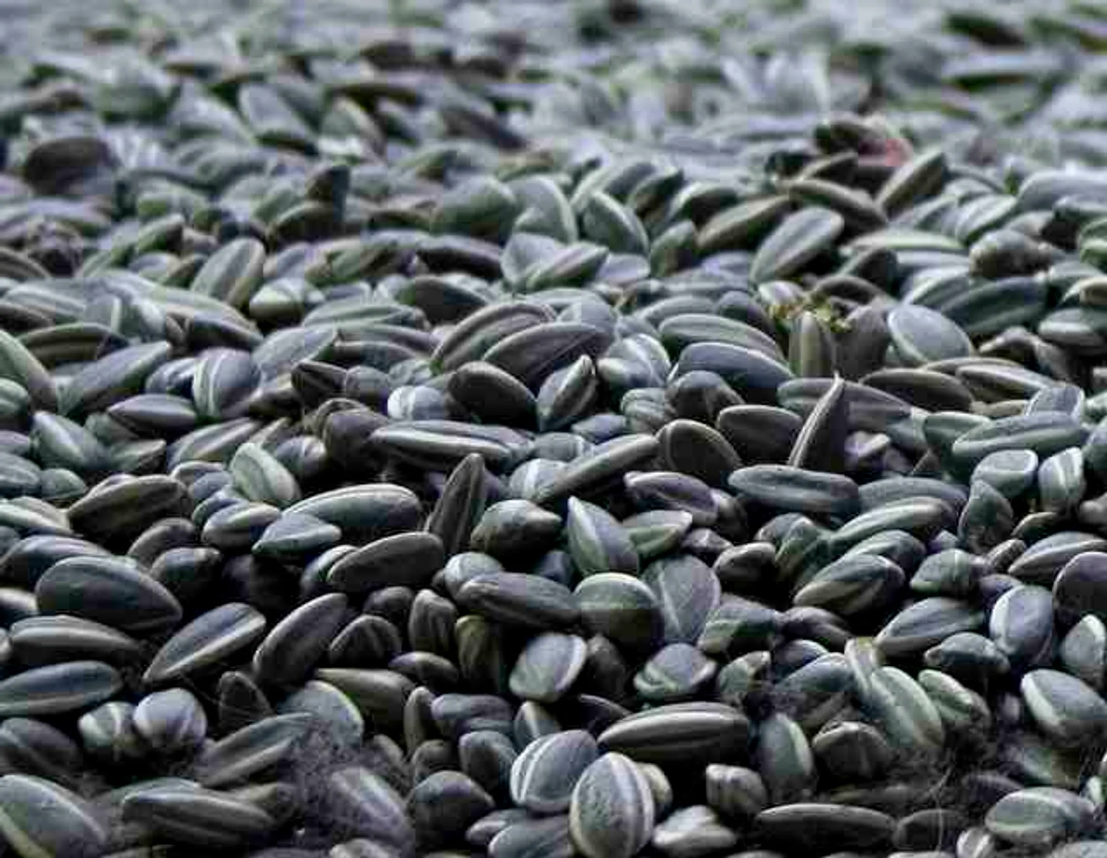 Биржа ЕТС запускает торги семенами подсолнечника - Image Kapital.kz