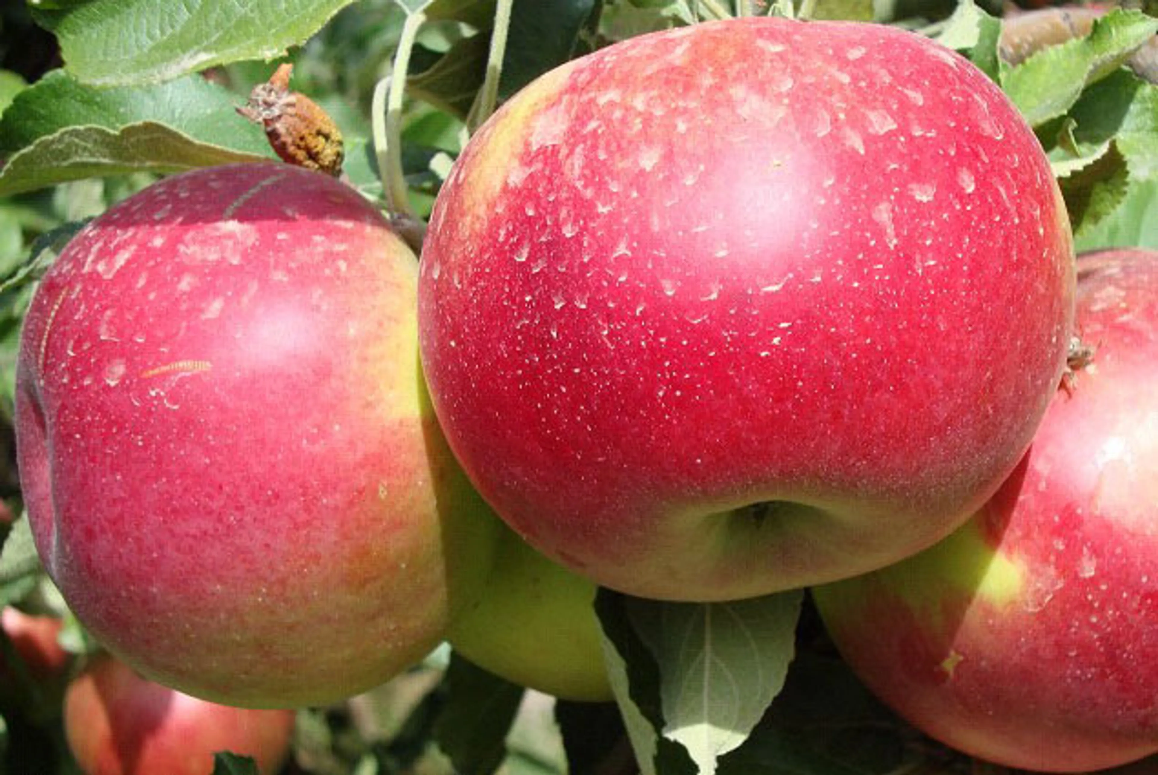 Капитал - До 2020 года засеваемая площадь апорта составит 3,1 тыс. гектаров