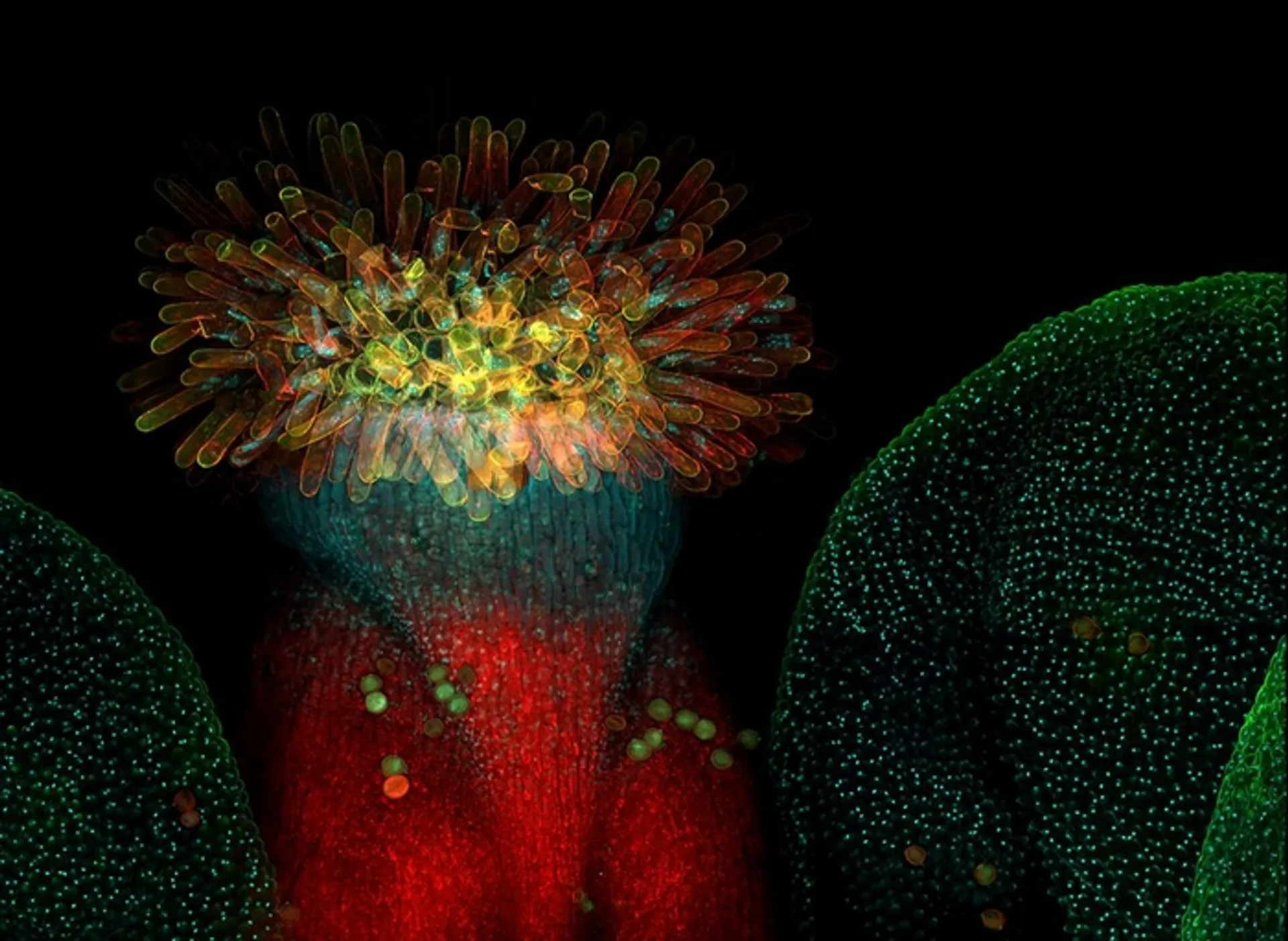Капитал - Биоразработки в борьбе с химическими загрязнениями