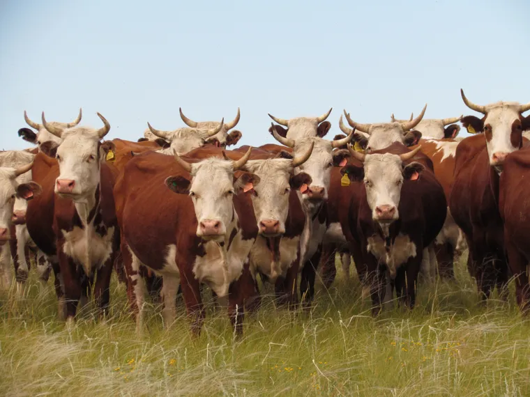 Капитал - В 2013 году в РК планируют завести 14 тыс. голов скота