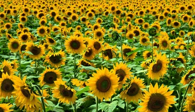 Минсельхоз переориентируется на масличные культуры