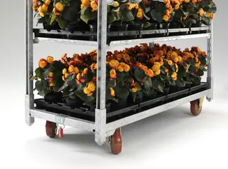 Капитал - Выросли без благодатной почвы