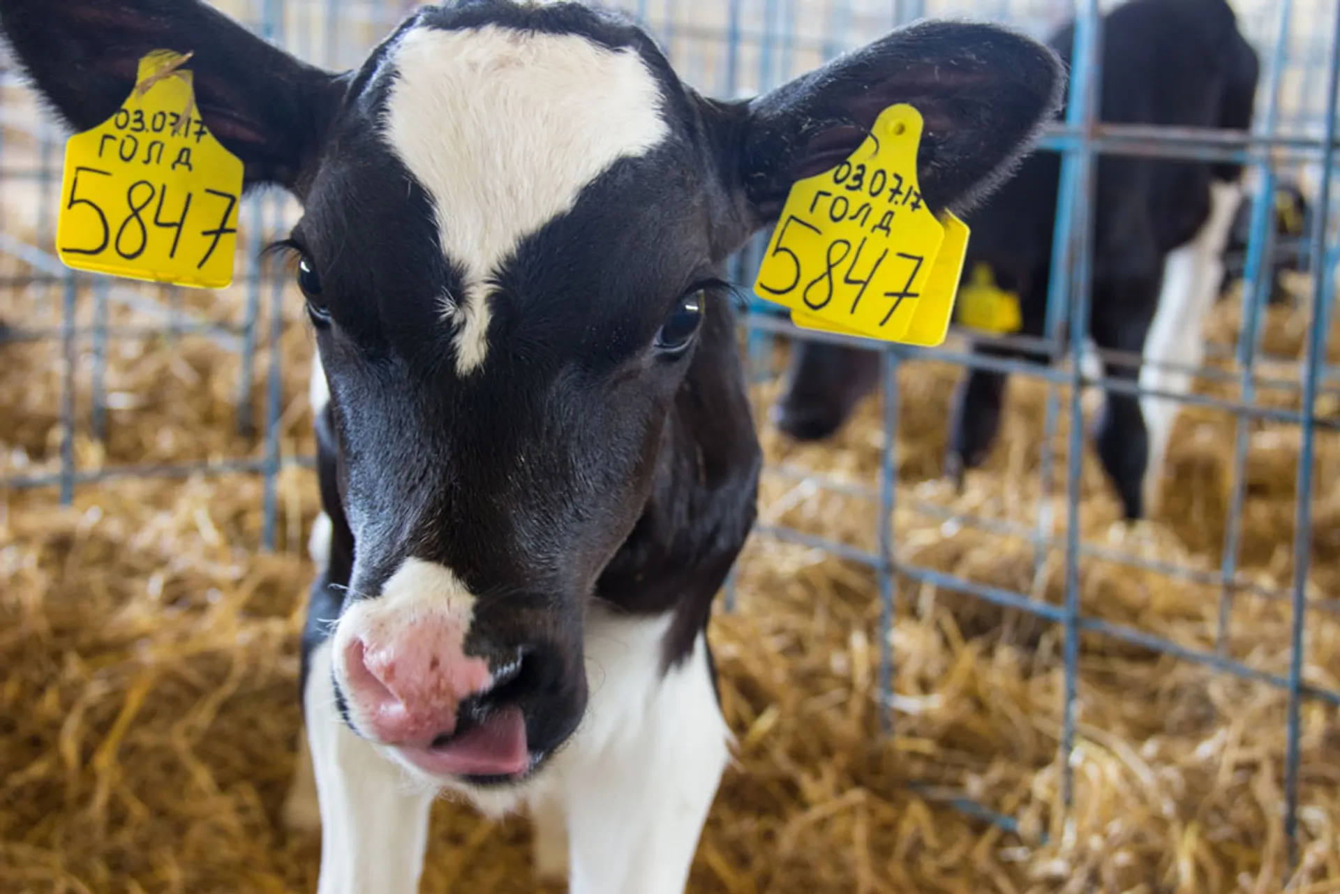 Капитал - Кредиты на 1,3 млрд тенге выделили по программе Сыбаға