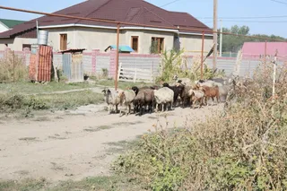 Фото: Руслан Пряников