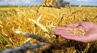 Капитал - Афганистан готов закупать зерно и муку из СКО