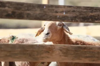 Капитал - Падеж домашнего скота в ЗКО: Минсельхоз проводит проверку