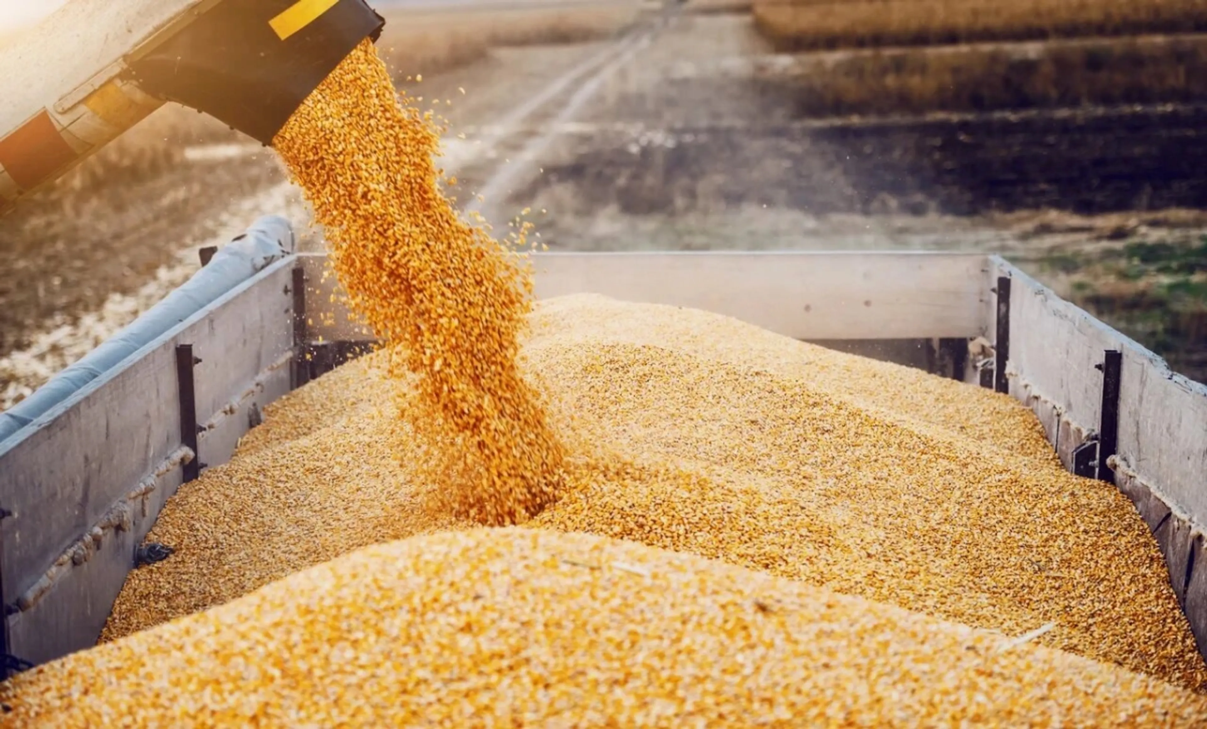 Капитал - Мировое производство зерна  
в 2023 году достигнет 2,82 млрд тонн - ФАО