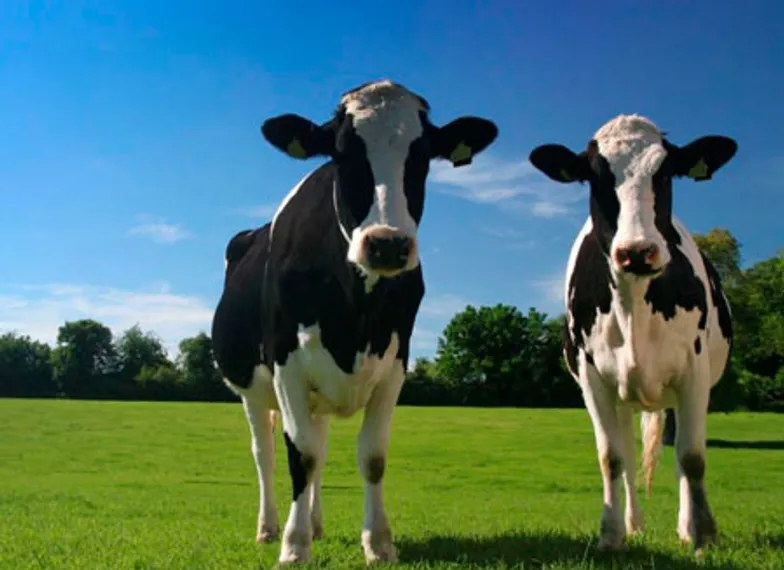 Капитал - Запрет на импорт молока обвалил новозеландский доллар