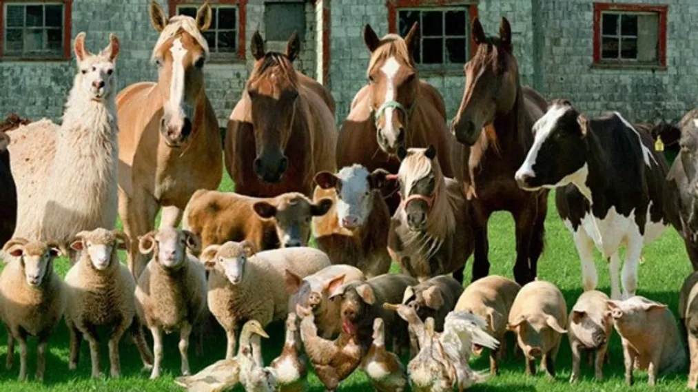 Капитал - Россельхознадзор запрещает ввоз зарегистрированных в РК ветпрепаратов