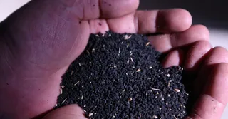 Капитал - В РК будут выращивать редкие виды растений